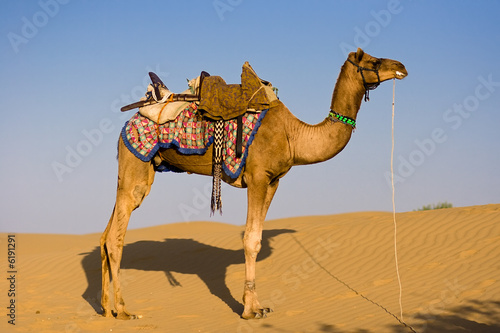 Camel on safari - Thar desert  Rajasthan  India