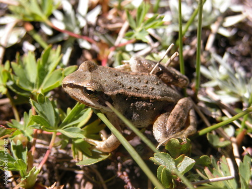 Grenouille rousse © Gérard Sauze