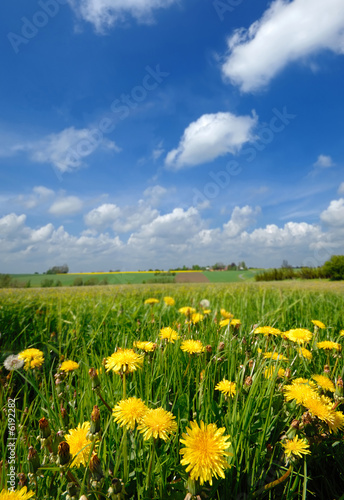 Landscape wity yellow flowers and a blue and cloudy sky.