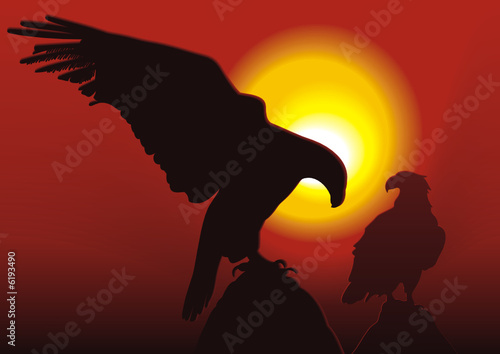 Águias ao sol