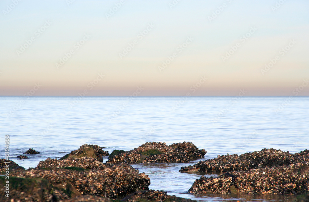 Sea with shells on rocks