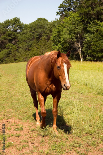 a brown horse walking in a pasture