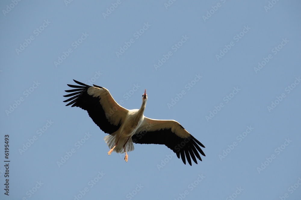 Obraz premium storch