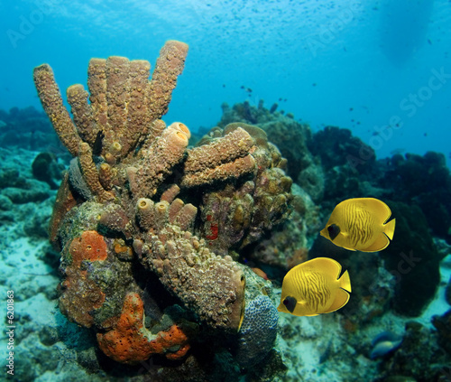 Tube sponges and a couple of  Masked Butterfly fish