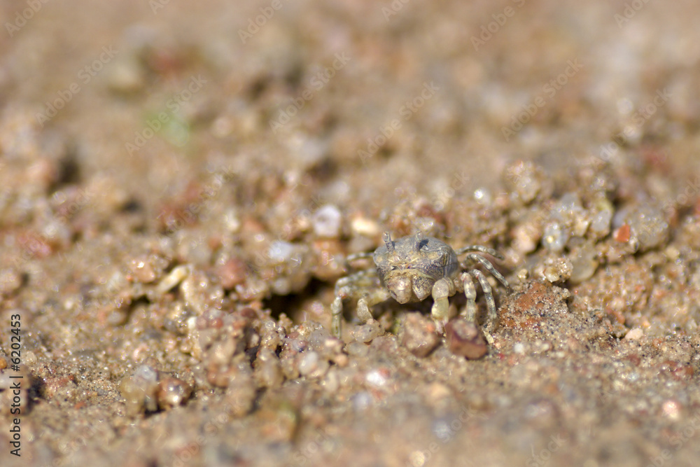 Tiny crab standing on red sand looking at you Tiny crab standing on red sand looking at you