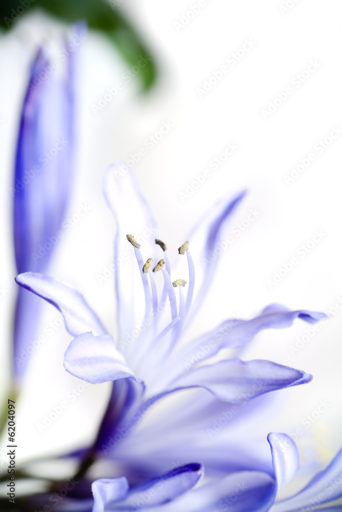 Fototapeta premium flower. macro/ depth of field