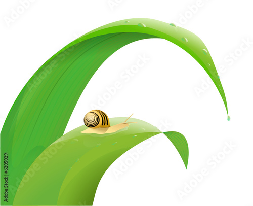 Escargot sur une feuille