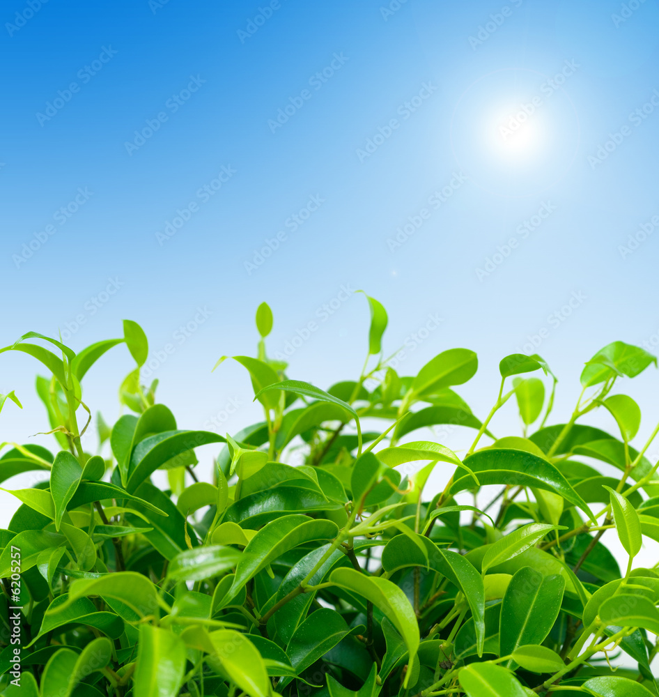 Field on a background of the blue sky. Field on a background of the blue sky.