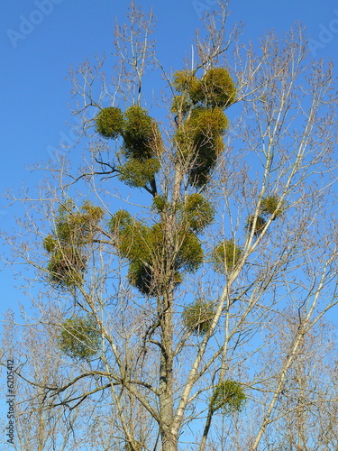 Foto arbre a gui