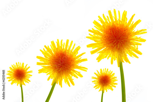 Four dandelions on a white background