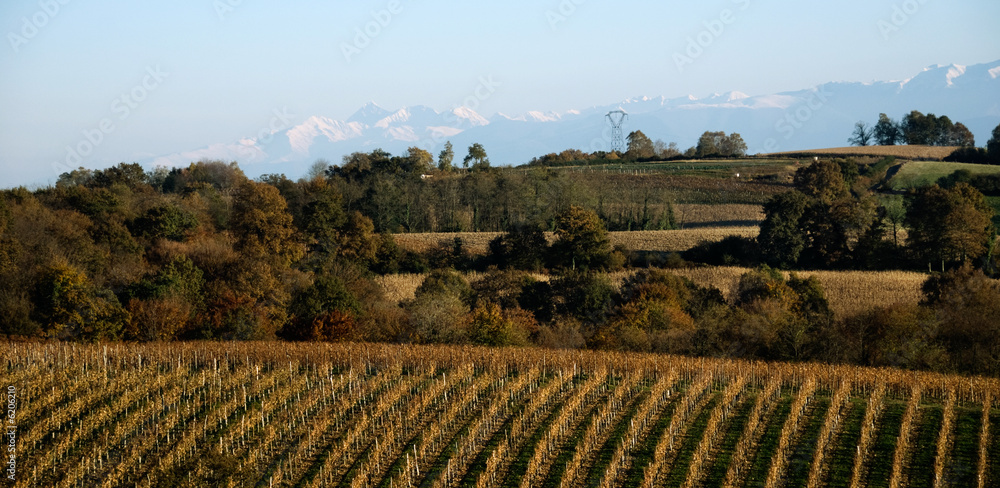 Vineyards near the Pyrenees.