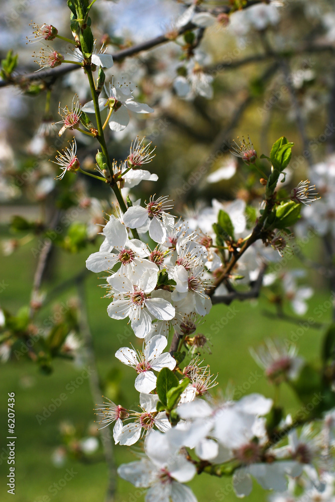 apple blossom 1 apple blossom 1