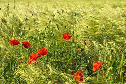 summer field