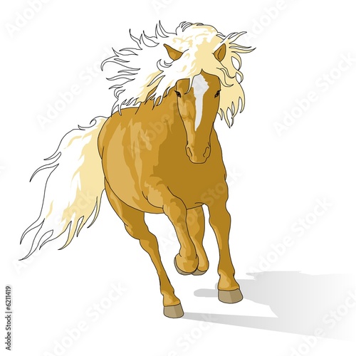Fototapeta Naklejka Na Ścianę i Meble -  haflinger_scontornata_con_tracciato_su_ombra