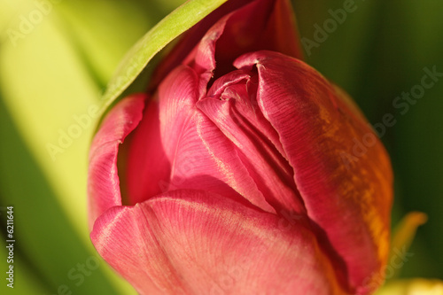 Pink tulip (close-up) in soft eveninglight