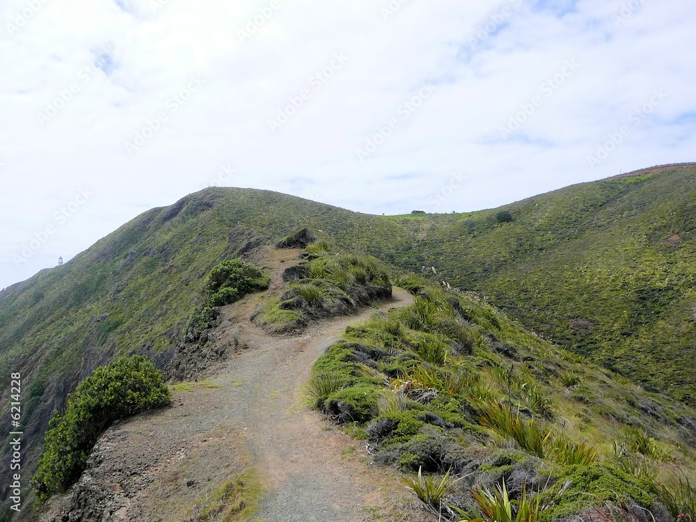 Naklejka premium Cape Reinga - Wanderweg
