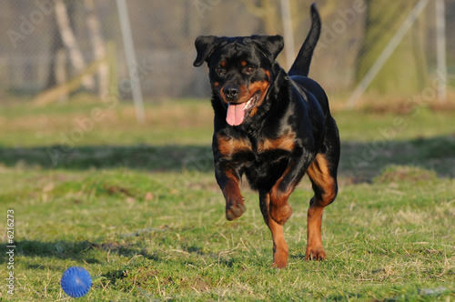 Rottweiler