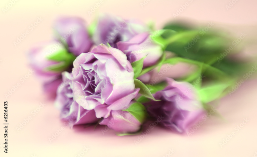 A bunch of pink roses with color tint and special focus effect A bunch of pink roses with color tint and special focus effect