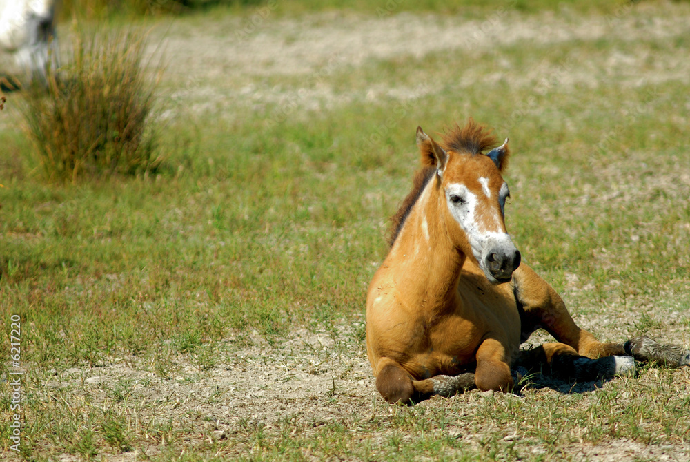 Obraz premium cheval