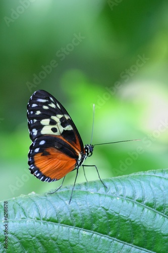 Tiger Longwing - Heliconius Hecale