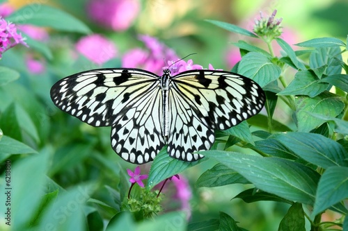 Paper Kite butterfly - Idea leuconoe