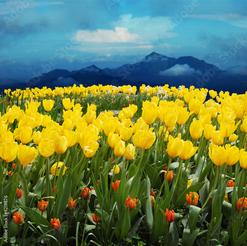canvas print motiv - archana bhartia :    tulips in a field with mountains in the background