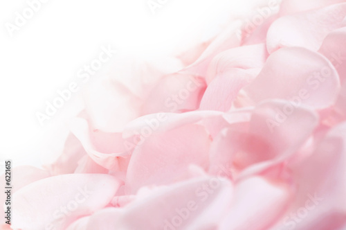 Abstract background of fresh pink rose petals photo