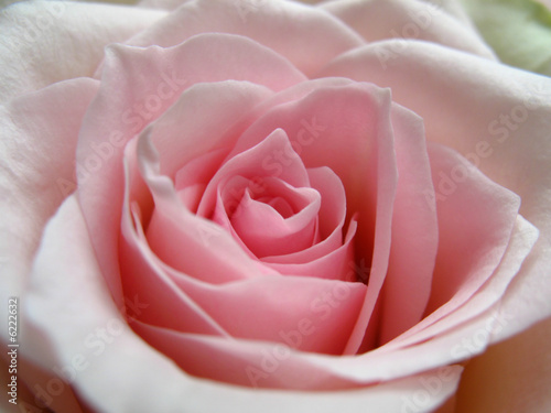 rosenblüte