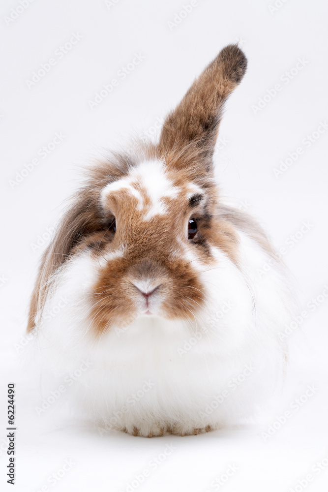 Osterhase Osterhase