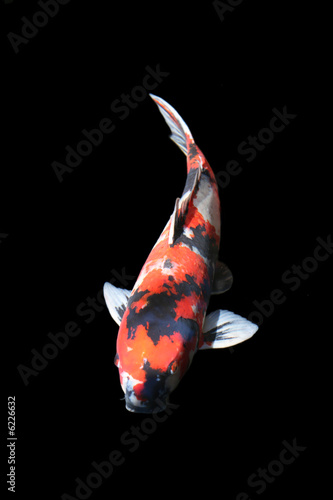 Koi carp