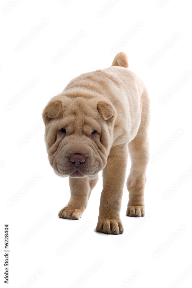 Obraz premium Shar Pei puppy