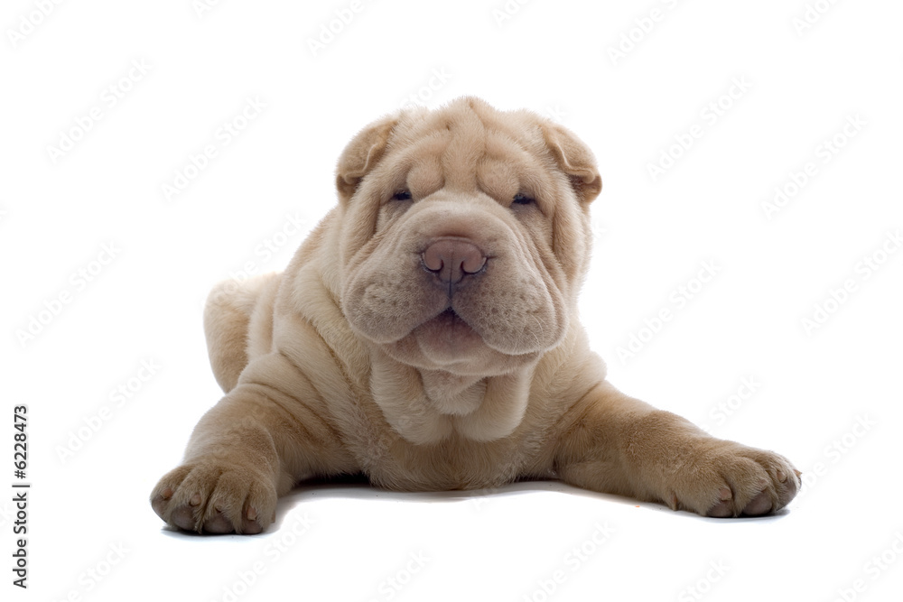 Shar Pei puppy Shar Pei puppy