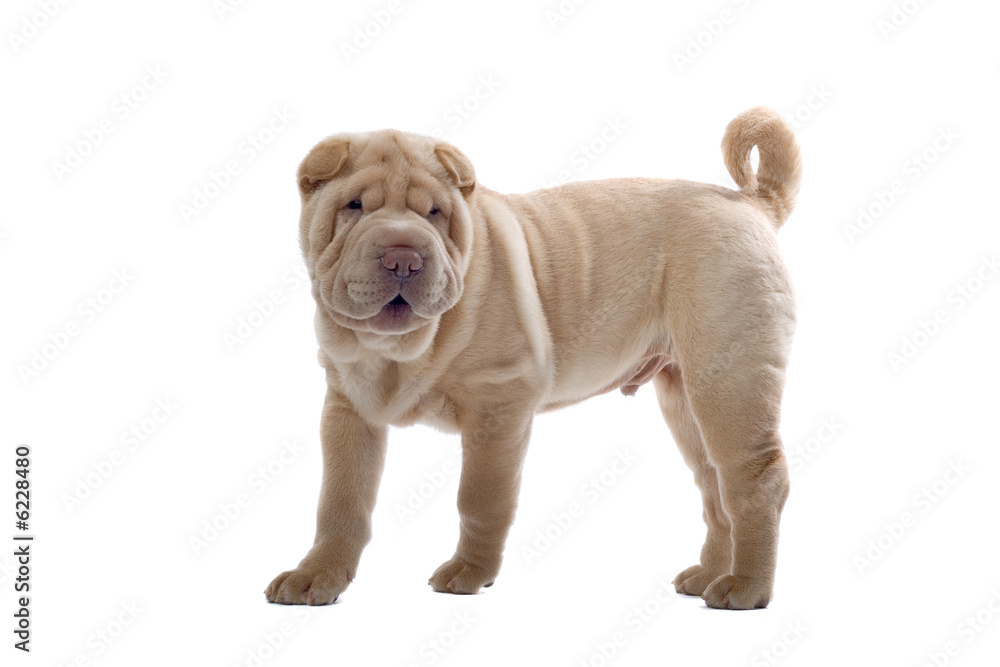 Obraz premium Shar Pei puppy