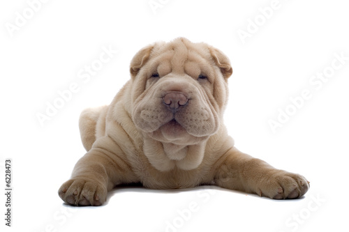 Fotografie Shar Pei puppy