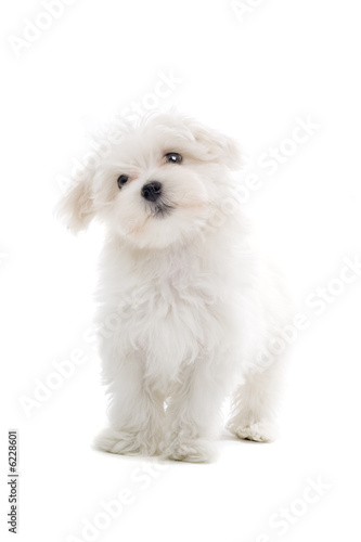 maltese dog isolated on white
