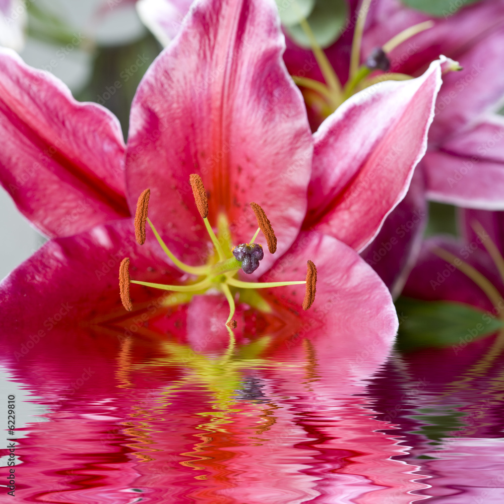 Fototapeta premium Beautiful tiger lilly macro with green leaf background