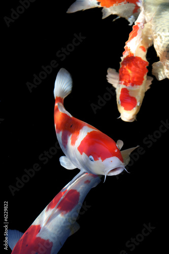 Koi carp