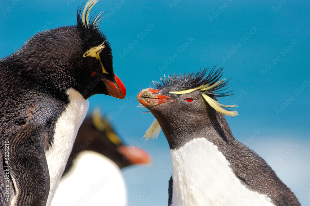 Fototapeta premium gorfou sauteur roi surf up pingouin manchot