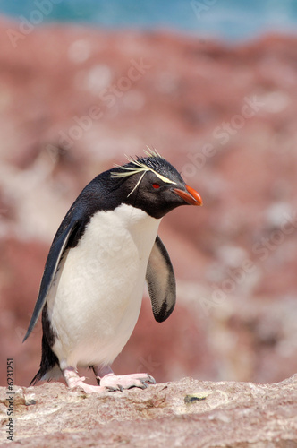 gorfou sauteur roi surf up pingouin manchot