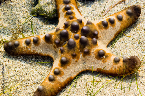 Starfish