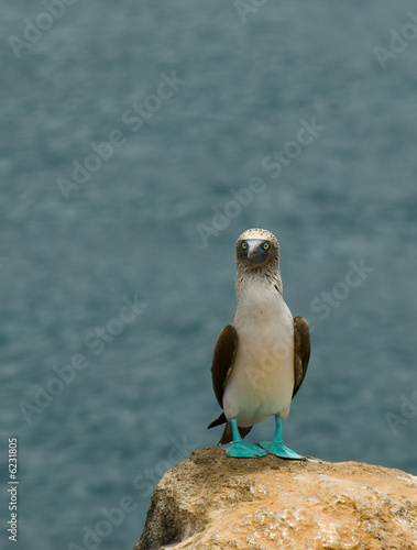 blue-footed booby