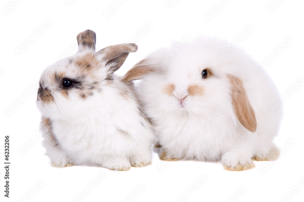 Cute little bunnies sitting together on white background Cute little bunnies sitting together on white background