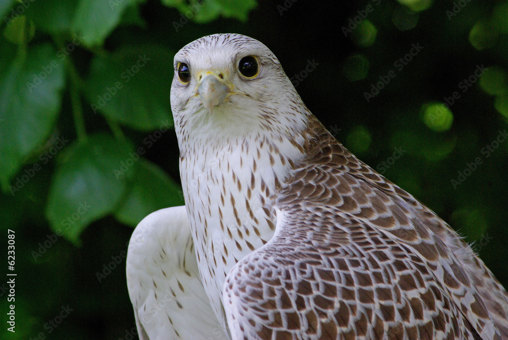 Gerfalke