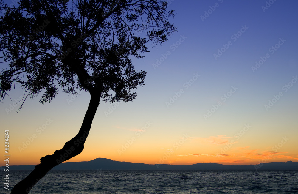 Tree silhouette against sunset Tree silhouette against sunset