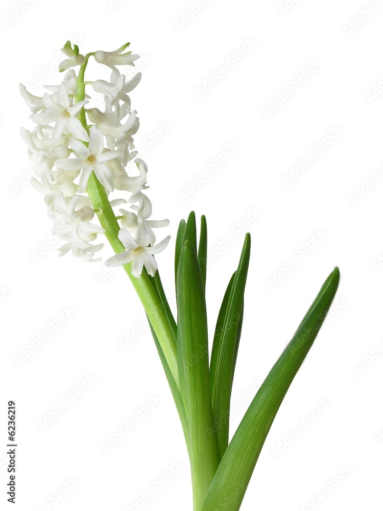 Obraz premium white hyacinth