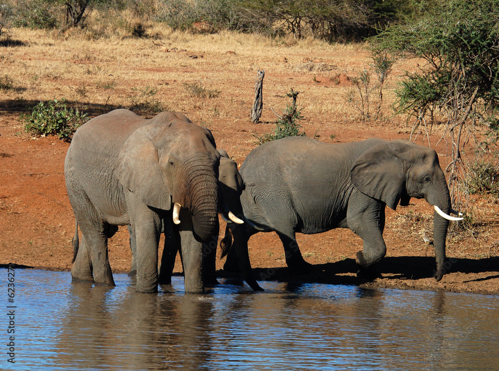 Fototapeta premium An African Elephant family