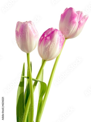 pink tulips © Maria Brzostowska