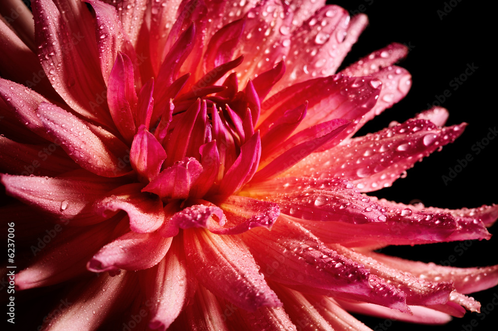 Closeup of red dahlia with water drops Closeup of red dahlia with water drops