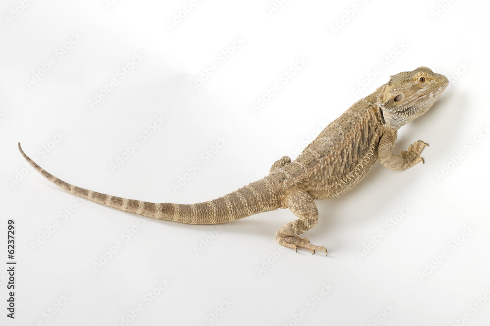 Fototapeta premium crazy reptile