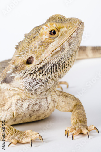 beautifull bearded Dragon